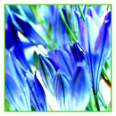 Agapanthus 002